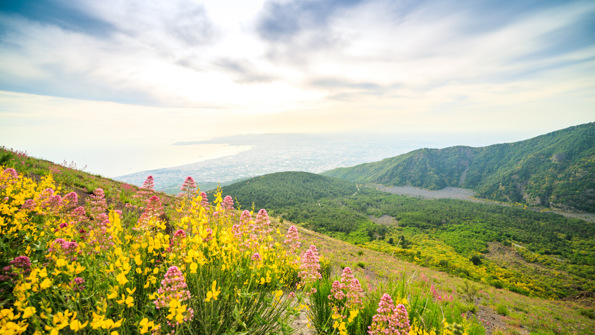 A view of Vesuvius in bloom.