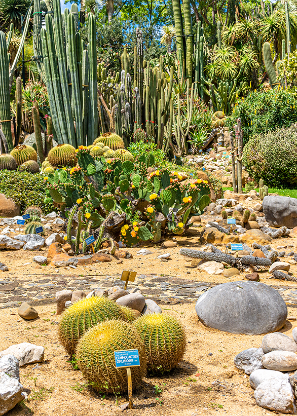 Italy, Naples, botanical garden, floral landscape with flowers a Italy, Naples, botanical garden, floral landscape with flowers a